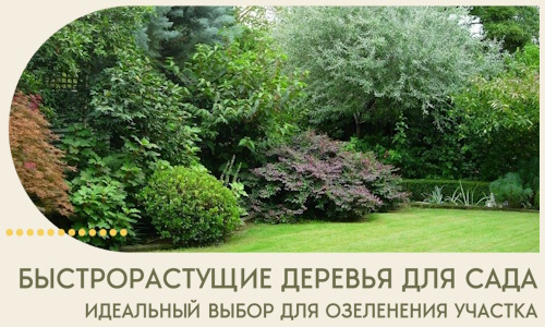 Быстрорастущие деревья для сада идеальный выбор в Сланцах