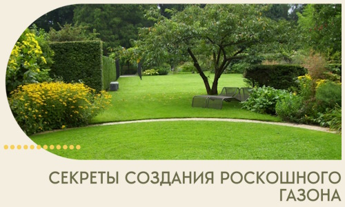 Секреты создания роскошного газона в Сланцах